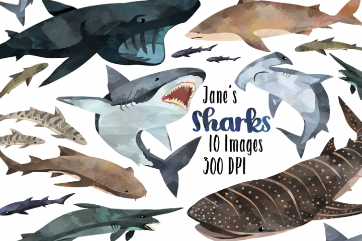 Watercolor Sharks Clipart Illustrations Design Bundles