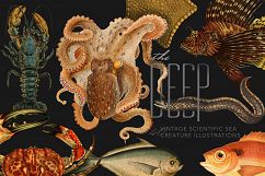 The Deep Sea Creature Illustrations Product Image 1