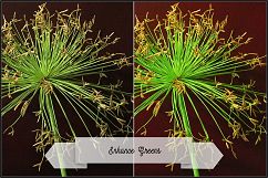 Incredible Flowers Profiles LR7.3 ACR10.3 Product Image 23