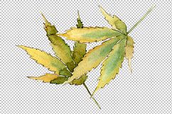 Cannabis leaves PNG watercolor set Product Image 5