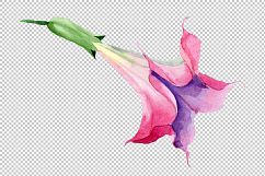 Pink brugmansia PNG watercolor set Product Image 2