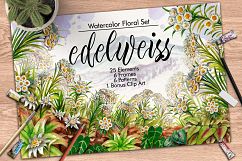 Watercolor Edelweis Product Image 1