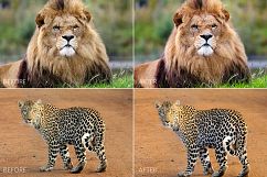 Felines Lr Presets Product Image 5