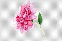 Tender pink peony PNG watercolor set Product Image 2
