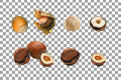 Nuts clip art pack, Watercolor nuts chart, food print Product Image 12