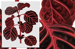 Leaves - Vintage Achranthes Verschaffeltii Product Image 3