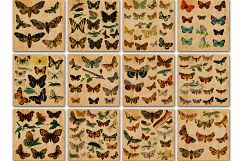 Vintage Butterfly Scientific Plates Digital Paper Product Image 2