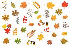 Autumn leaves clipart, Fall foliage clip art set Product Image 1