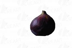 Watercolor Fig clip art pack,common fig leaves, fig fruit Product Image 21