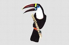 Tropical toucan PNG watercolor bird set Product Image 3