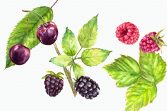 Watercolor Berries Clip Art Set Product Image 2