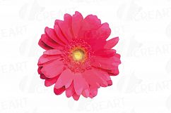 Watercolor Gerbera Daisy clip art pack, colorful gerbers Product Image 8