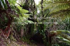 9 Tropical Rainforest Photos Product Image 5