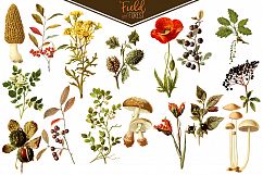 Field &amp; Forest Vintage Botanical Graphics Product Image 4