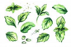 Fresh mint Product Image 2