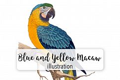 Parrot - Vintage Macaw Bird Product Image 1