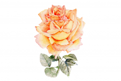Hand Painted WATERCOLOR FLOWERS | Clip art | PNG/JPEG Product Image 2