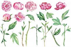 Watercolor Pink Flowers Peonies Flower Clip art Product Image 2