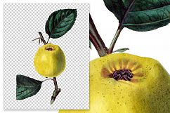 Fruit - Vintage Downton Pippin Apple Product Image 2