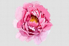Tender pink peony PNG watercolor set Product Image 2