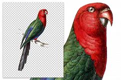 Birds - Vintage Swainson King Parakeet Product Image 2
