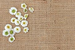 Styled Photos Bundle with Molucella Product Image 9