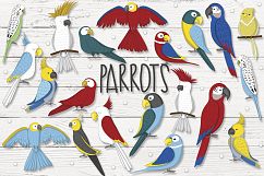 Parrots Product Image 1