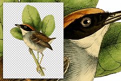 Birds - Vintage Rufous Flatbill Product Image 2