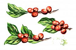 Coffee bean. Watercolor collection Product Image 4