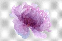 Delicate colorful peony PNG watercolor set Product Image 3