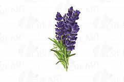 Lavender leaves and bouquets watercolor clip art pack, Lavender design elements. PNG, jpg, svg, vector illustrator&amp; corel files included Product Image 9