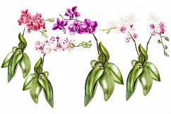 Hand Drawn Watercolor Orchids 2 Product Image 2