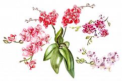 Hand Drawn Watercolor BUNDLE 5 Product Image 22