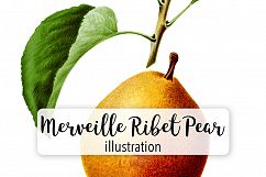 Fruit - Vintage Merveille Ribet Pear Product Image 1