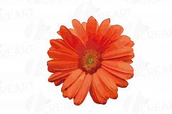 Watercolor Gerbera Daisy clip art pack, colorful gerberas 2 Product Image 6
