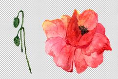 Red poppy PNG watercolor flowers Product Image 5