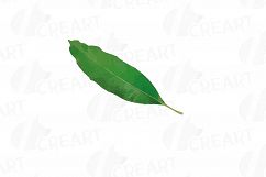 Watercolor Mango clip art pack, mango leaves and fruit  Product Image 8