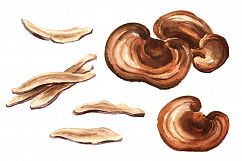 Reishi. Ganoderma Lucidum Product Image 2