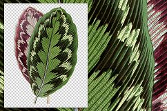 Leaves - Vintage Calathea Veitchiana Leaf Product Image 3