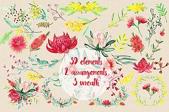 Australian flowers watercolor Product Image 2