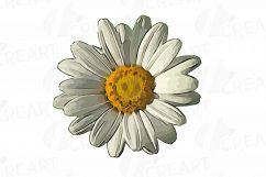Watercolor Chamomile clip art pack, Chamomile flowers Product Image 3
