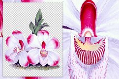 Florals - Vintage Pescatorea Klabochorum Orchid Product Image 2