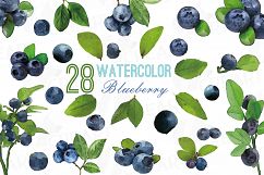 Watercolor blueberry, branch and leaves vector clip art pack Product Image 1