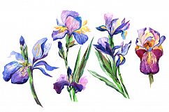 Irises PNG watercolor flowers set Product Image 2