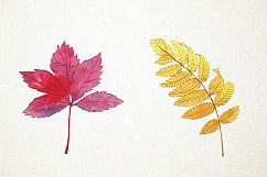 Watercolor Fall Leaves Clipart, Fall Leaves Clip Art Product Image 5