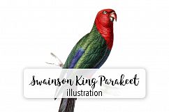 Birds - Vintage Swainson King Parakeet Product Image 1