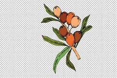 Sea Buckthorn or Seaberry SVG vector set Product Image 3