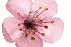 17 Watercolor Cherry Blossom ClipArt Product Image 4
