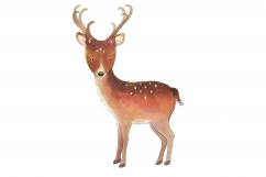 Magical Woodland -11 illustrations|animals and elements Product Image 3