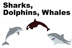 Sharks, Dolphins and Whales Clipart Product Image 1